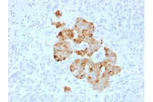 Formalin-fixed, paraffin-embedded human Pancreas stained with Chromogranin A Rabbit Polyclonal Antibody. (Chromogranin A Antikörper)
