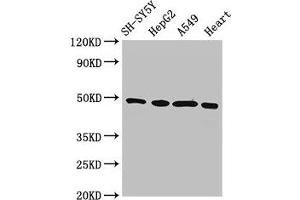 Western Blot Positive WB detected in: SH-SY5Y whole cell lysate, HepG2 whole cell lysate, A549 whole cell lysate, Rat heart tissue All lanes: HOXA5 antibody at 3 μg/mL Secondary Goat polyclonal to rabbit IgG at 1/50000 dilution Predicted band size: 30 kDa Observed band size: 49 kDa (HOXA5 Antikörper  (AA 1-270))