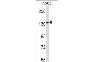 MN1 Antibody (Center) (ABIN656650 and ABIN2845891) western blot analysis in K562 cell line lysates (35 μg/lane). (Meningioma 1 Antikörper  (AA 835-864))