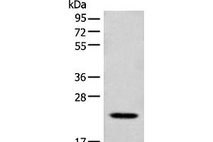 Western blot analysis of Mouse lung tissue lysate using CD300E Polyclonal Antibody at dilution of 1:550 (CD300E Antikörper)