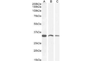 ABIN185206 (0. (VDAC2 Antikörper  (C-Term))
