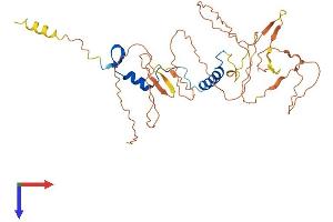 NFYA Protein (AA 1-346) (His tag)