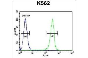 WRN Antibody (Center ) (ABIN656017 and ABIN2845392) flow cytometric analysis of K562 cells (right histogram) compared to a negative control cell (left histogram). (RECQL2 Antikörper  (AA 787-816))