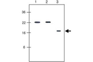 Western blot analysis human recombinant protein KIR2DL1, KIR2DL3 and KIR2DL4 (each 20 ng per well) were resolved by SDS - PAGE, transferred to PVDF membrane and probed with KIR2DL4 monoclonal antibody, clone 2H6 (1 : 500) . (KIR2DL4/CD158d Antikörper  (AA 44-202))