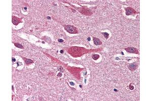 Anti-LRRC7 antibody IHC of human brain, cortex. (LRRC7 Antikörper  (N-Term))