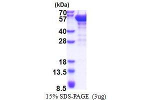 SDS-PAGE (SDS) image for Dynactin 2 (p50) (DCTN2) (AA 1-406) protein (His tag) (ABIN5853454)