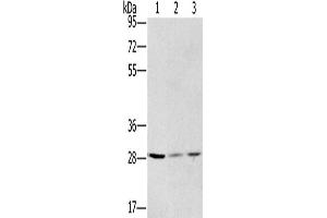Western Blotting (WB) image for anti-Hydroxysteroid (17-Beta) Dehydrogenase 12 (HSD17B12) antibody (ABIN2423602) (HSD17B12 Antikörper)