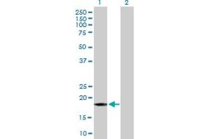 Western Blot analysis of GADD45A expression in transfected 293T cell line by GADD45A MaxPab polyclonal antibody. (GADD45A Antikörper  (AA 1-165))