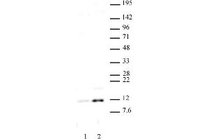 Histone H4 acetyl Lys16 antibody (pAb) tested by Western blot. (Histone H4 Antikörper  (acLys16))