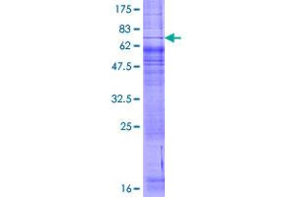 P2RY4 Protein (AA 1-365) (GST tag)