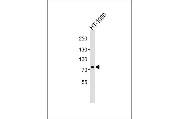 UIMC1 Antikörper  (C-Term)