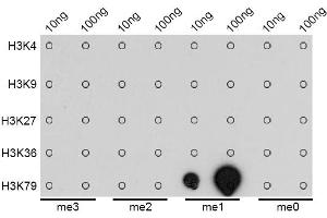 Dot-blot analysis of all sorts of methylation peptides using MonoMethyl-Histone H3-K79 antibody (ABIN1873006).