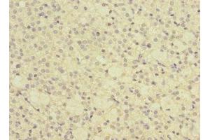 Immunohistochemistry of paraffin-embedded human adrenal gland tissue using ABIN7154564 at dilution of 1:100 (GRPEL2 Antikörper  (AA 33-225))