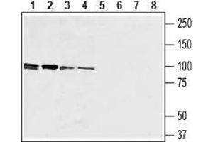 Western blot analysis of human promyelocytic leukemia  (lanes 1 and 5), human Burkitt's lymphoma (Raji) B (lanes 2 and 6), mouse macrophage J774 (lanes 3 and 7) and rat basophilic leukemia (RBL) (lanes 4 and 8) cell lysates:1-4.