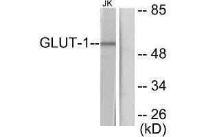 Western Blotting (WB) image for anti-Solute Carrier Family 2 (Facilitated Glucose Transporter), Member 1 (SLC2A1) (C-Term) antibody (ABIN1848582) (GLUT1 Antikörper  (C-Term))