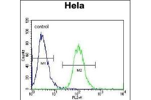Aurora-A Antibody (C-term) (ABIN1882163 and ABIN2841166) flow cytometric analysis of Hela cells (right histogram) compared to a negative control cell (left histogram).