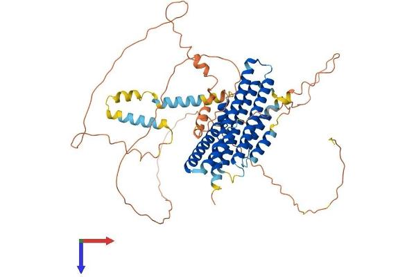 FAM114A1 Protein (AA 1-563) (His tag)