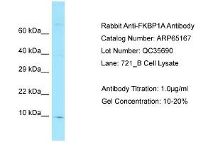 Western Blotting (WB) image for anti-FK506 Binding Protein 1A, 12kDa (FKBP1A) (N-Term) antibody (ABIN970704) (FKBP1A Antikörper  (N-Term))