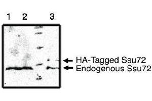 Image no. 1 for anti-Surfeit 1 (SURF1) antibody (ABIN955011) (SURF1 Antikörper)
