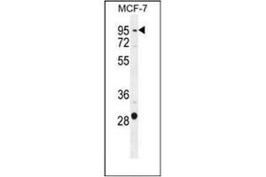 Western blot analysis in MCF-7 cell line lysates (35ug/lane) using PTCHD3 Antibody (C-term) Cat.