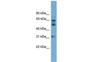 Image no. 1 for anti-WD Repeat Domain 16 (WDR16) (AA 431-480) antibody (ABIN6745002) (WDR16 Antikörper  (AA 431-480))