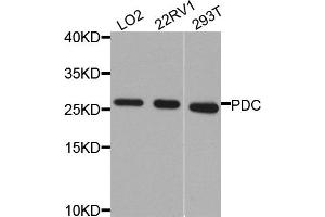 Western blot analysis of extracts of various cells, using PDC antibody.
