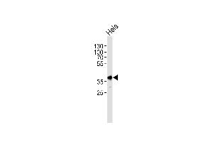 Western blot analysis of lysate from Hela cell line, using Mouse Pbk Antibody (N-term) (ABIN1881635 and ABIN2838408). (PBK Antikörper  (N-Term))