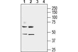 Western blot analysis of mouse (lanes 1 and 3) and rat (lanes 2 and 4) brain membranes: - 1,2. (Neuregulin 3 Antikörper  (Extracellular, N-Term))