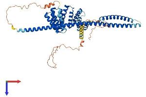 KLC3 Protein (AA 1-504) (His tag)