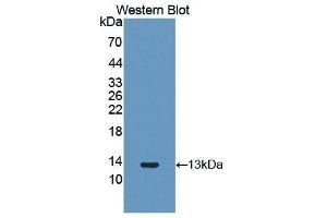 Western Blotting (WB) image for anti-Fibroblast Growth Factor 2 (Basic) (FGF2) (AA 26-153) antibody (ABIN2118305) (FGF2 Antikörper  (AA 26-153))