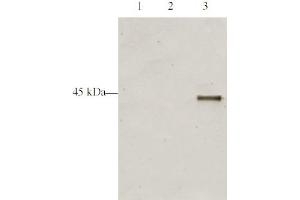 Western blot analysis is shown using Affinity Purified anti-p28 ING5 antibody to detect over expressed Human ING5 present in HeLa cell nuclear extracts. (ING5 Antikörper  (AA 127-140))