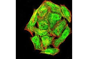 Immunofluorescence analysis of Hela cells using phospho-NLRC4(Ser-533) rat mAb (green). (NLRC4 Antikörper  (pSer533))