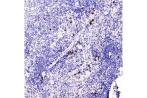 IHC testing of FFPE mouse spleen tissue with HE4 antibody at 0. (WFDC2 Antikörper  (AA 31-124))