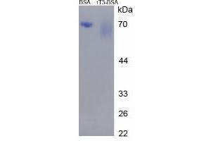 Image no. 1 for Reverse Triiodothyronine T3 (rT3) protein (BSA) (ABIN1880311) (rT3 Protein (BSA))