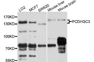 Western blot analysis of extract of various cells, using PCDHGC3 antibody. (Protocadherin gamma Subfamily C, 3 (PCDHGC3) Antikörper)