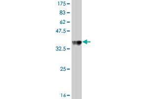 Western Blotting (WB) image for anti-Acyl-CoA Binding Domain Containing 3 (Acbd3) (AA 73-171) antibody (ABIN528684)