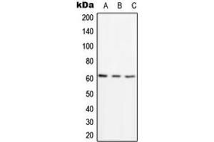 Western blot analysis of PSMD3 expression in HEK293T (A), Raw264.