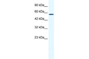 Western Blotting (WB) image for anti-Zinc Finger and BTB Domain Containing 44 (ZBTB44) antibody (ABIN2461235) (ZBTB44 Antikörper)