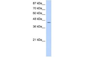 WB Suggested Anti-GTPBP9 Antibody Titration:  0. (OLA1 Antikörper  (C-Term))