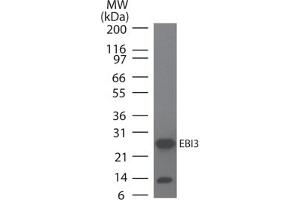 Image no. 1 for anti-Interleukin-27 subunit beta (IL-27b) antibody (ABIN959966) (EBI3 Antikörper)