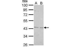 WB Image BRCC45 antibody detects BRE protein by Western blot analysis.