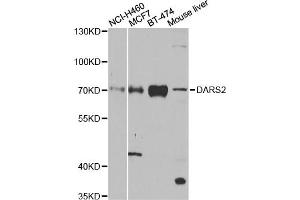 Western blot analysis of extracts of various cell lines, using DARS2 antibody. (DARS2 Antikörper)