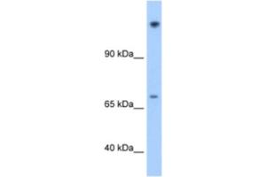 Western Blotting (WB) image for anti-Family with Sequence Similarity 129, Member A (FAM129A) antibody (ABIN2462620) (Niban Antikörper)