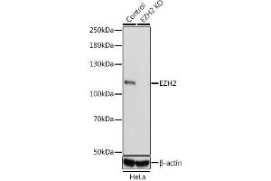 Western blot analysis of extracts from normal (control) and EZH2 knockout (KO) HeLa cells using EZH2 Polyclonal Antibody at dilution of 1:1000. (EZH2 Antikörper)