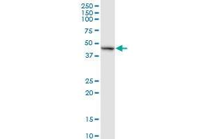 RELT MaxPab rabbit polyclonal antibody. (RELT Antikörper  (AA 1-430))