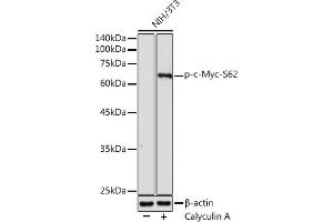 Western blot analysis of extracts of NIH/3T3 cells, using Phospho-c-Myc-S62 antibody (ABIN3019544, ABIN3019545, ABIN3019546 and ABIN6225456) at 1:1000 dilution. (c-MYC Antikörper  (pSer62))