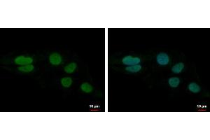 ICC/IF Image LUZP4 antibody [N1C3] detects LUZP4 protein at nucleus by immunofluorescent analysis. (LUZP4 Antikörper)