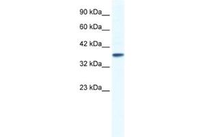 Western Blotting (WB) image for anti-Potassium Channel, Subfamily K, Member 3 (KCNK3) antibody (ABIN2461097) (KCNK3 Antikörper)