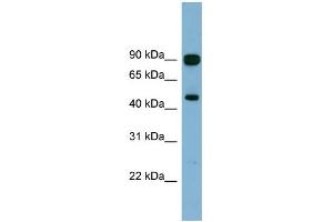 WB Suggested Anti-AGK Antibody Titration: 0. (Acylglycerol Kinase Antikörper  (N-Term))