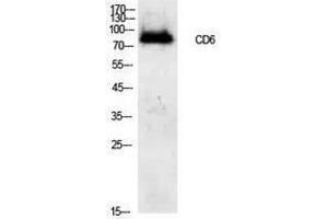 Western Blotting (WB) image for anti-CD6 (CD6) (Internal Region) antibody (ABIN3181430) (CD6 Antikörper  (Internal Region))